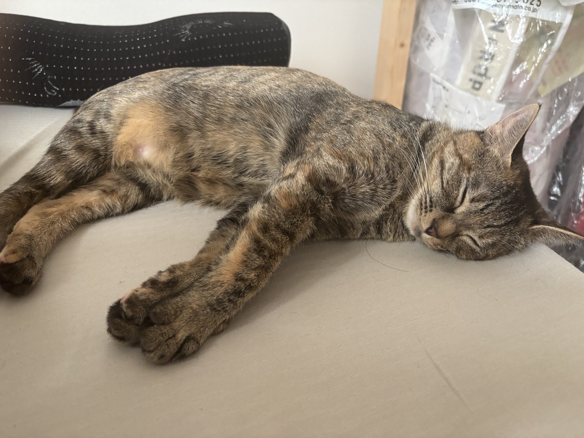 お小遣い日記、はじめます