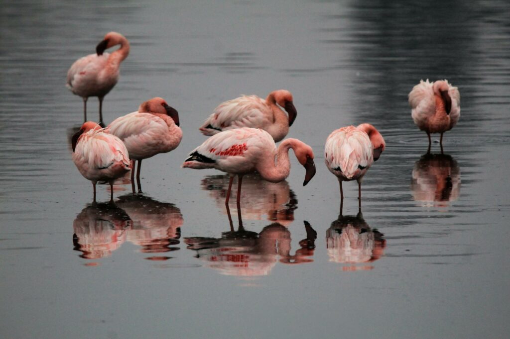 group of flamingos wading in reflective water
