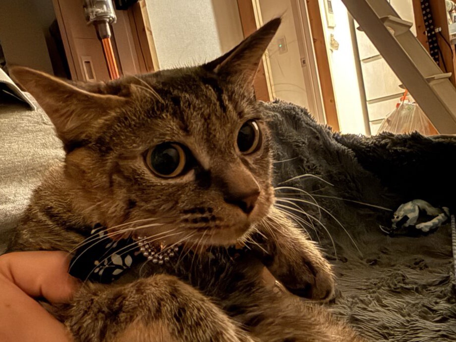 ダイエット二週目の振り返り