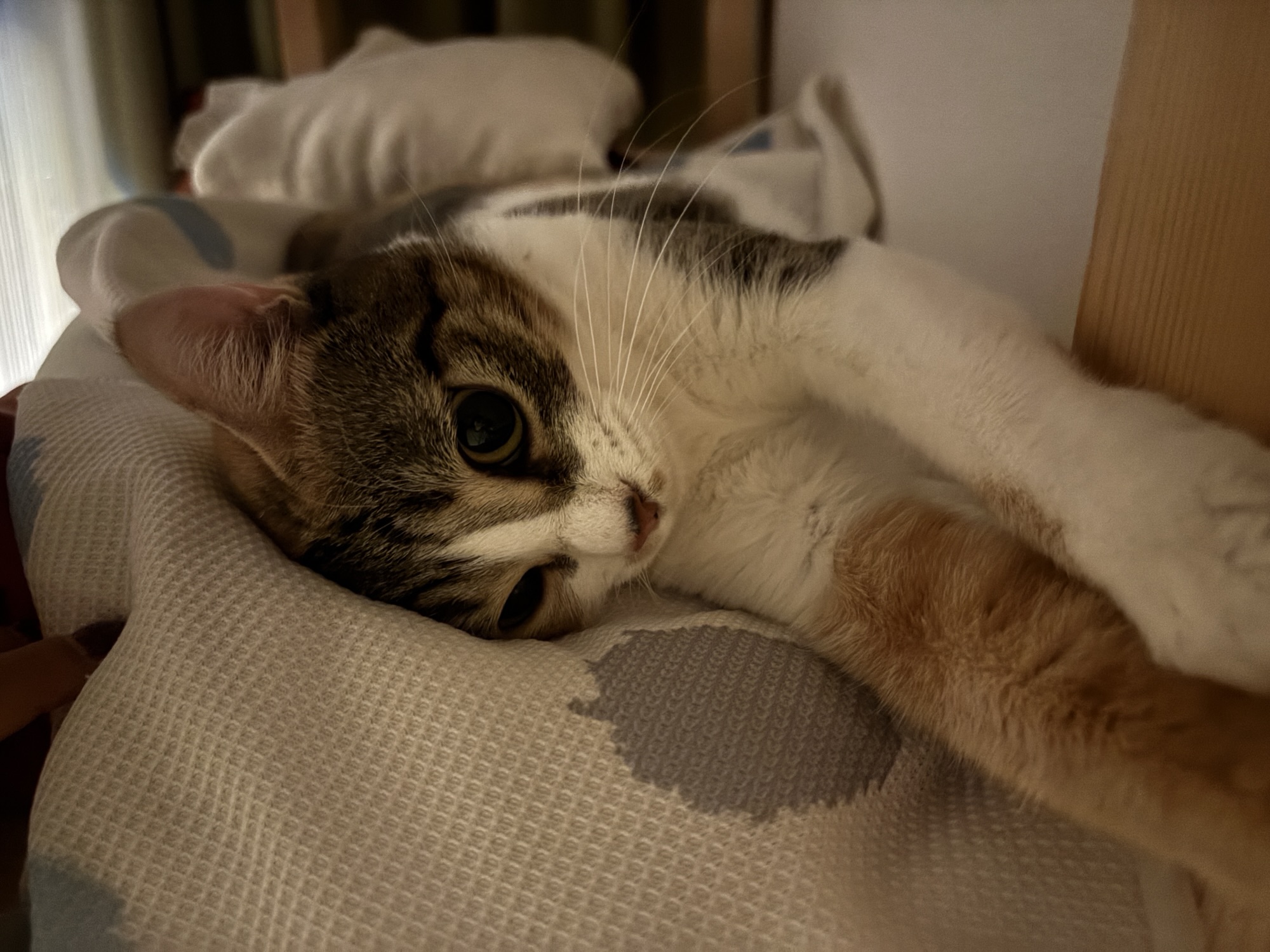 ダイエット2週目のテーマと献立