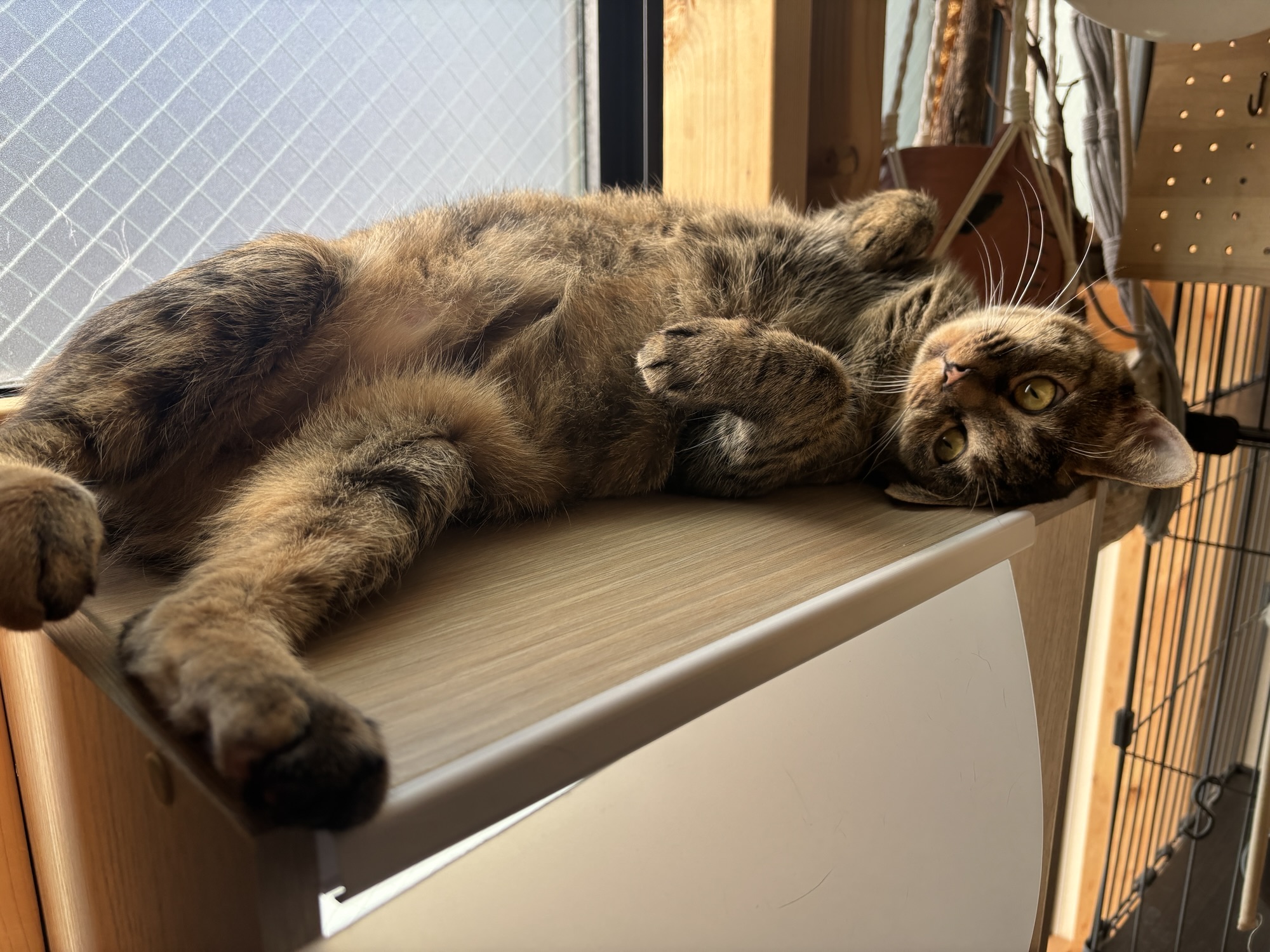 ダイエット四週目の方針