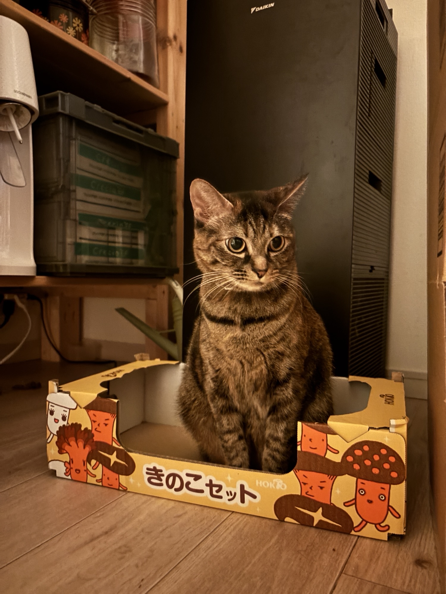 続 使い倒す暮らし