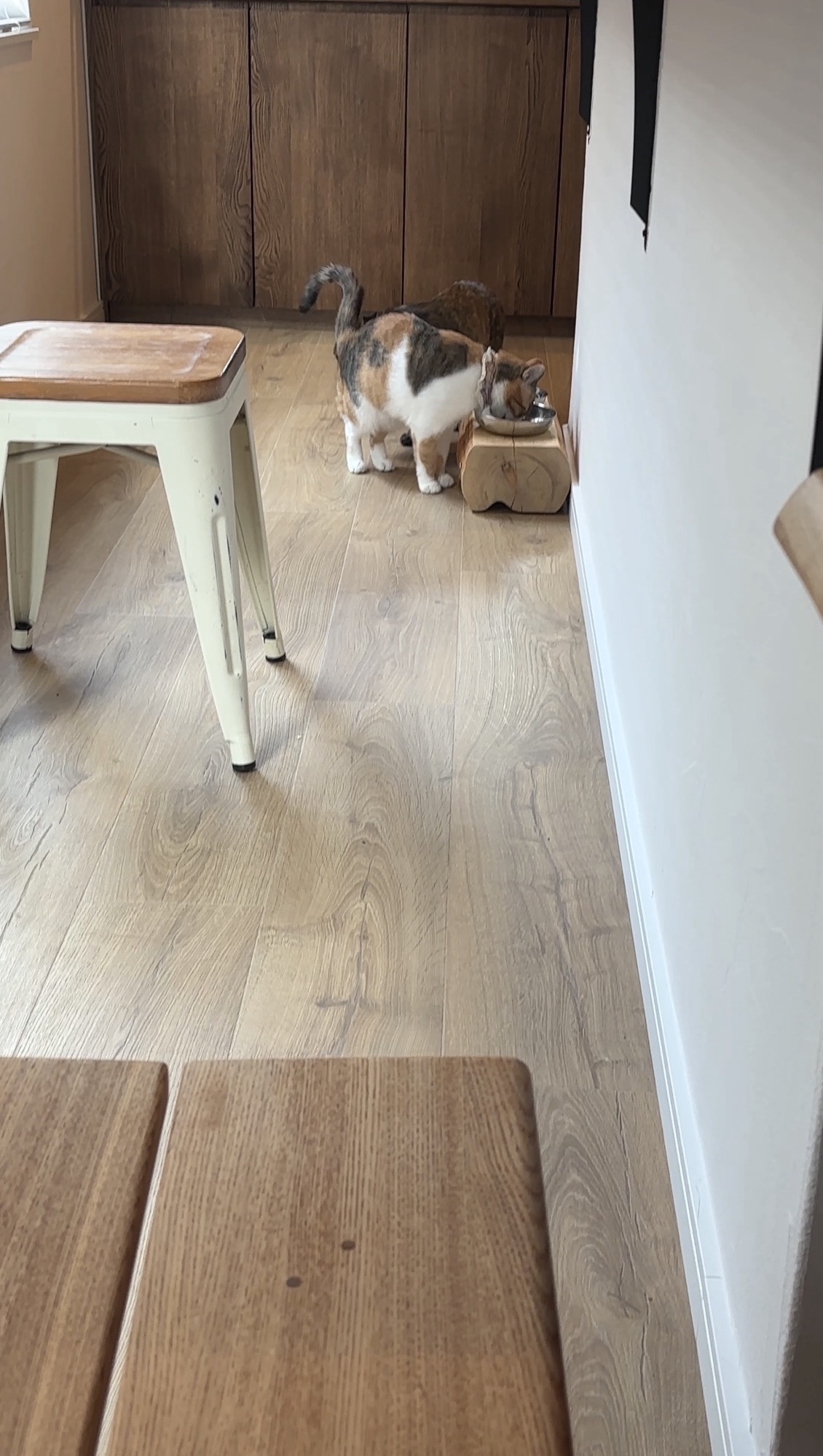猫と暮らす我が家が選んだ床材