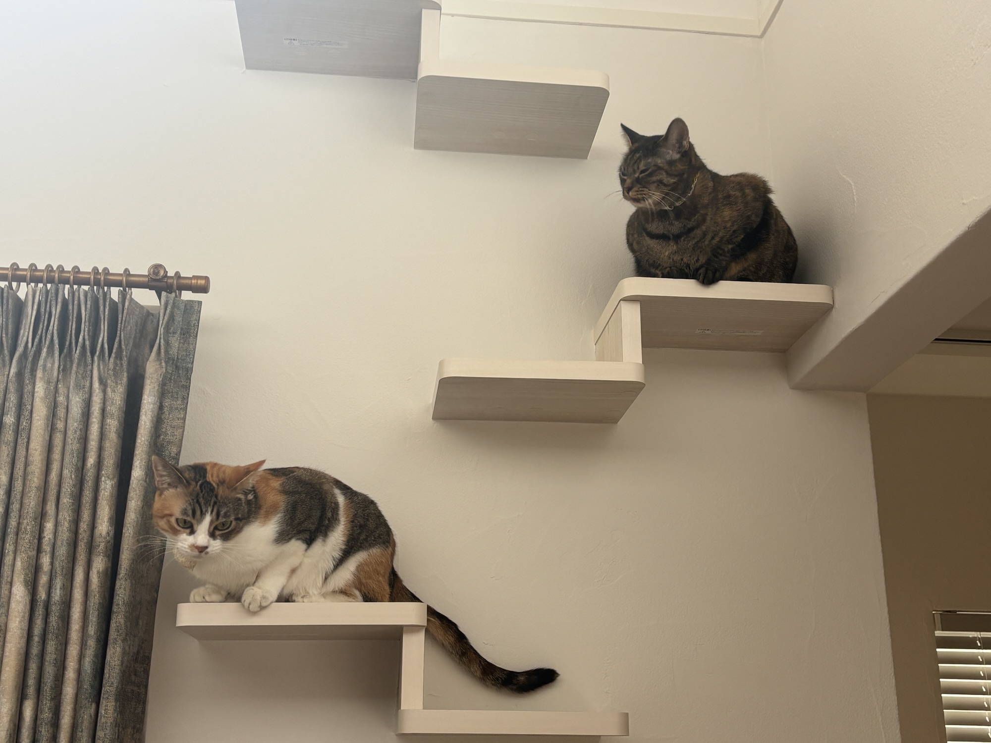 猫のために建てた家、キャットウォークを作りました🐈